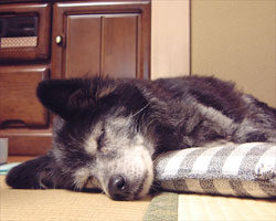 �̂т̂т���