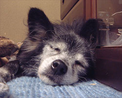 ���荞�݂���