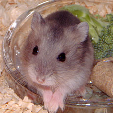 �����܂��}��