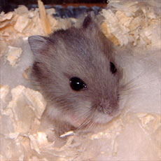 ������}��