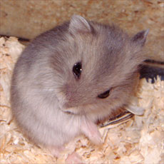 �тÂ��낢�}��