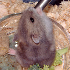 �����݃}��