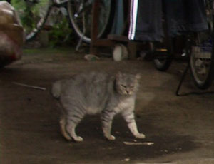 ���ŋt�����Ă��l�R