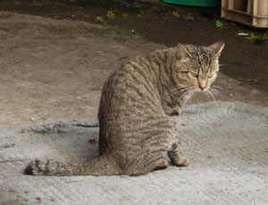 ���Ă񂶂�ˁ[��P