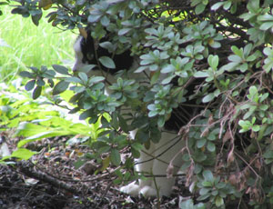 ���t�̉A�l�R