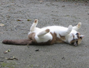 ��l�V�т�����