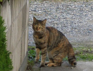 ��т������ȃl�R