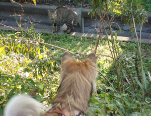 ���Ă񂶂�ˁ[��Q