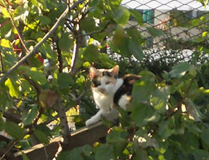 �����ߖؓo��l�R