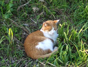 ��������