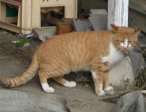 �����̓l�R���炯