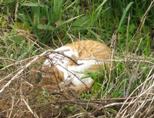 �v���؂�Q��