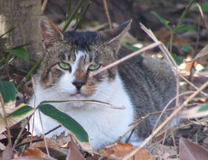 �{���ĂȂ��H