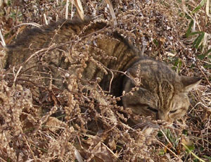 ���Ă񂶂�ˁ[��A�Q�Ă��񂾂�B