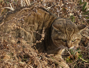 �܂��I�}�G��