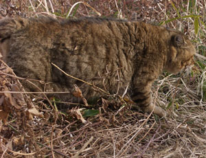 �Ќ���ۂ��Ă�����蓦����