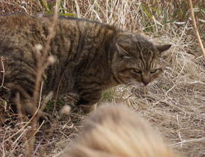 �K�����΂��Ă���