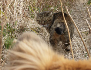 ���Ă���Ȃ�