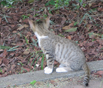 �S�̓I�Ƀ|����