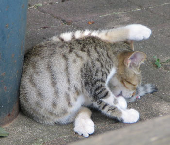 �Ⴂ�̂ŏ_��