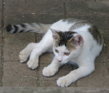 �肪�O���[�u