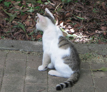 ����ς�C�ɂȂ�