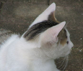 ���炪����