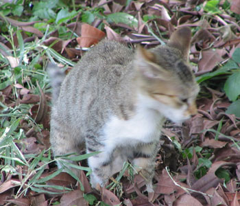 �����Ă��I