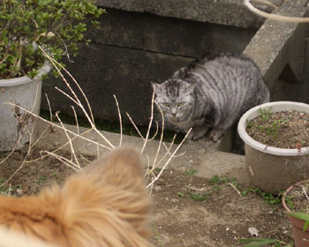 �܂��ӂ����