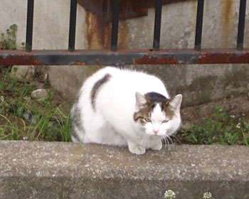 �ǂ��ł��ɂ�܂��