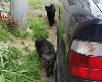 �͂Ȃ��ɋl�ߊ��