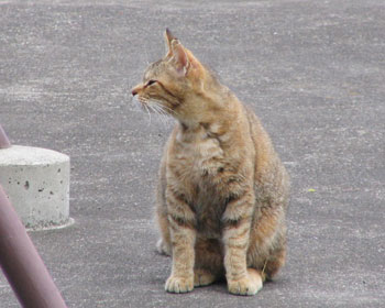 ���������j�I�C�ŋN���Ă��܂�����