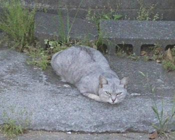 �؂����񂱂ňЊd