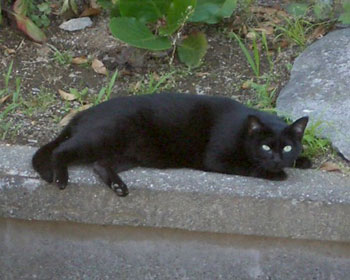 �Â���ɍ��l�R�͂�߂Ă���