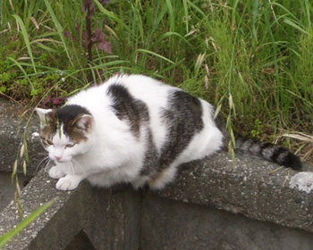 �����C�ɂȂ郂�m������