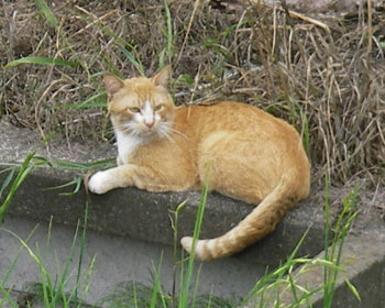 ���O�̓^�}�H