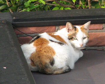 ���F�B����������H