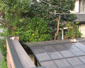 �����̂��邨�F�B�炵��