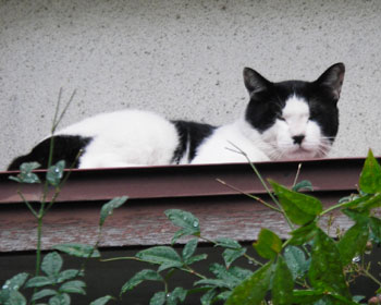 �Ђ����l�R