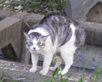 �ۂ܂�Ȃ���΂��킢������