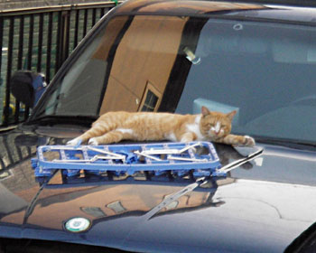 �a�l�v�ł��낮