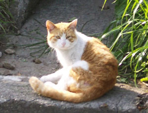 ����A���Ă��́H