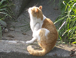 �ł����䂢��