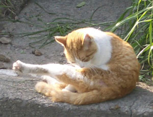 ���낢��Z������