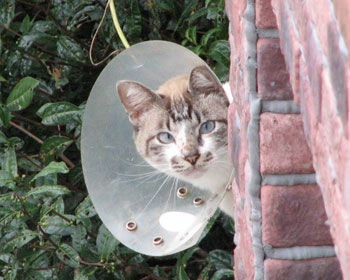 ������Ɗ��ځH