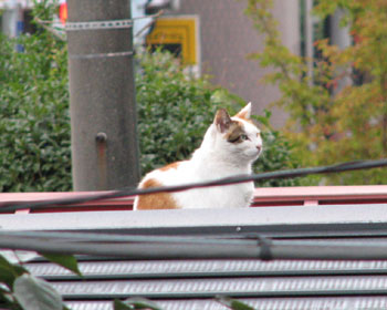 �����̏オ���