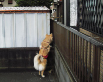 �l�R�ǂ��H�l�R�́H