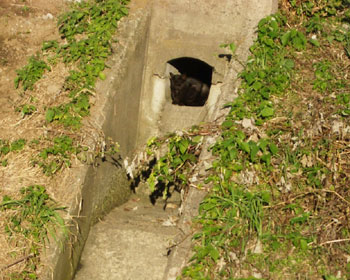 �r���a�����C�ɓ���