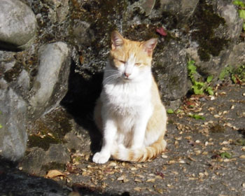 �����������Ăڂ���