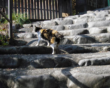 �Ȃɂ�����Ȃ��̂ŋ���